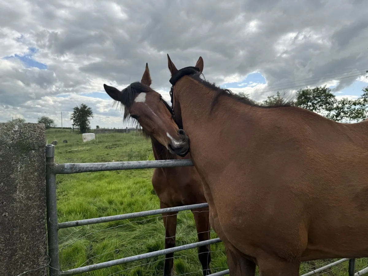 ISH Gelding 3 yr old - Image 4