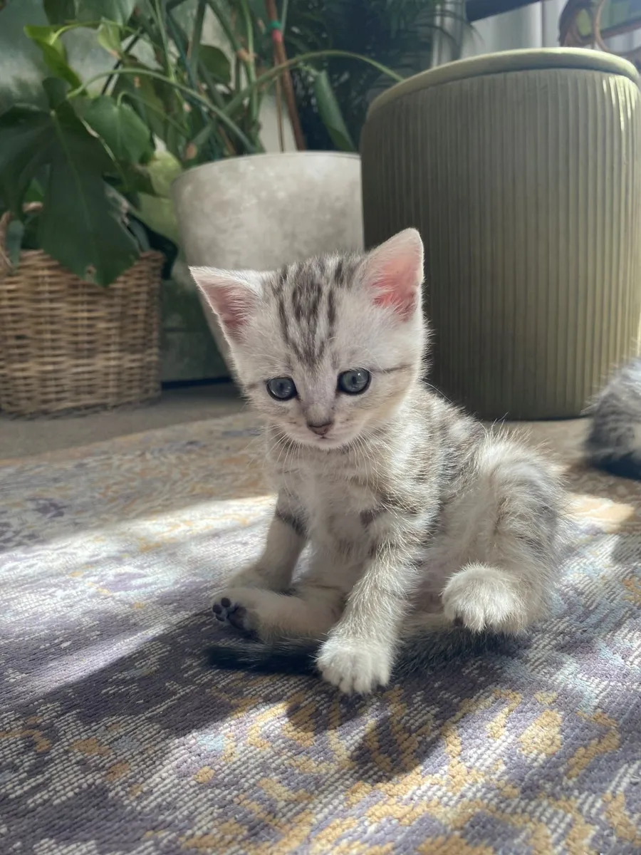 Kittens - Image 1