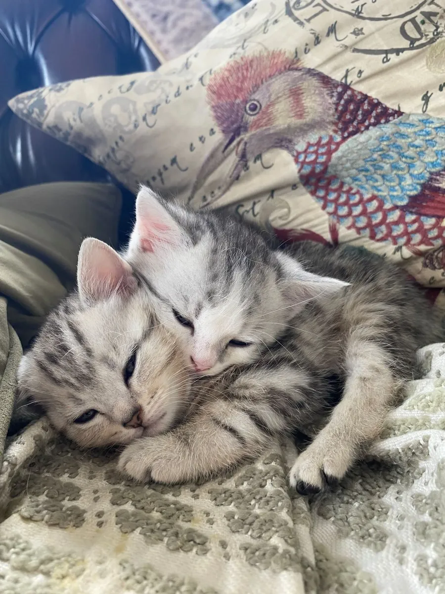 Kittens - Image 2