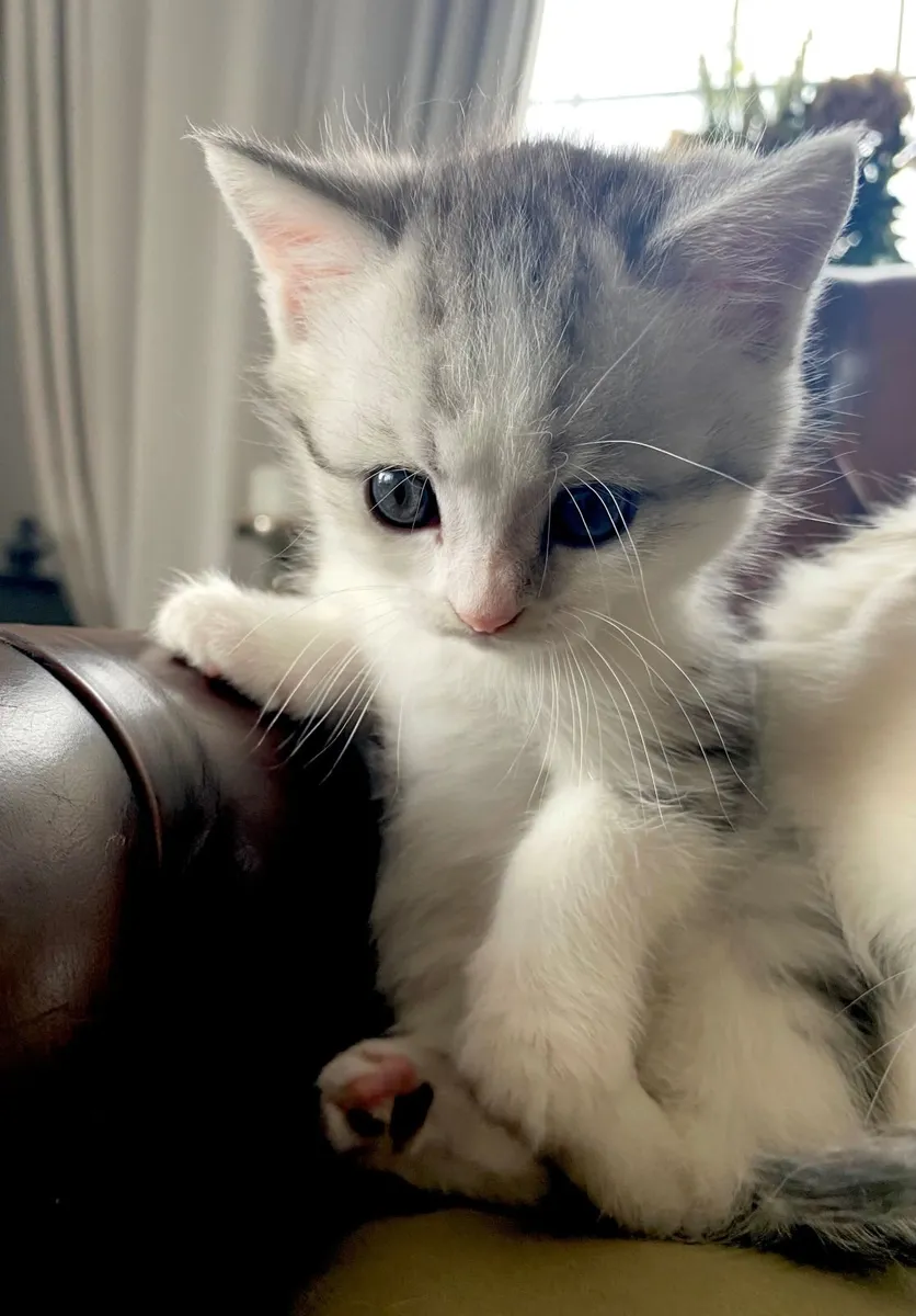 Kittens - Image 4