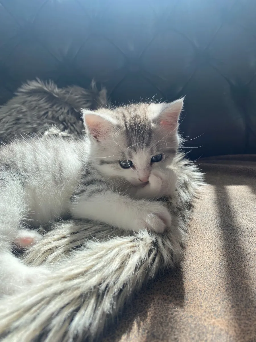 Kittens - Image 3