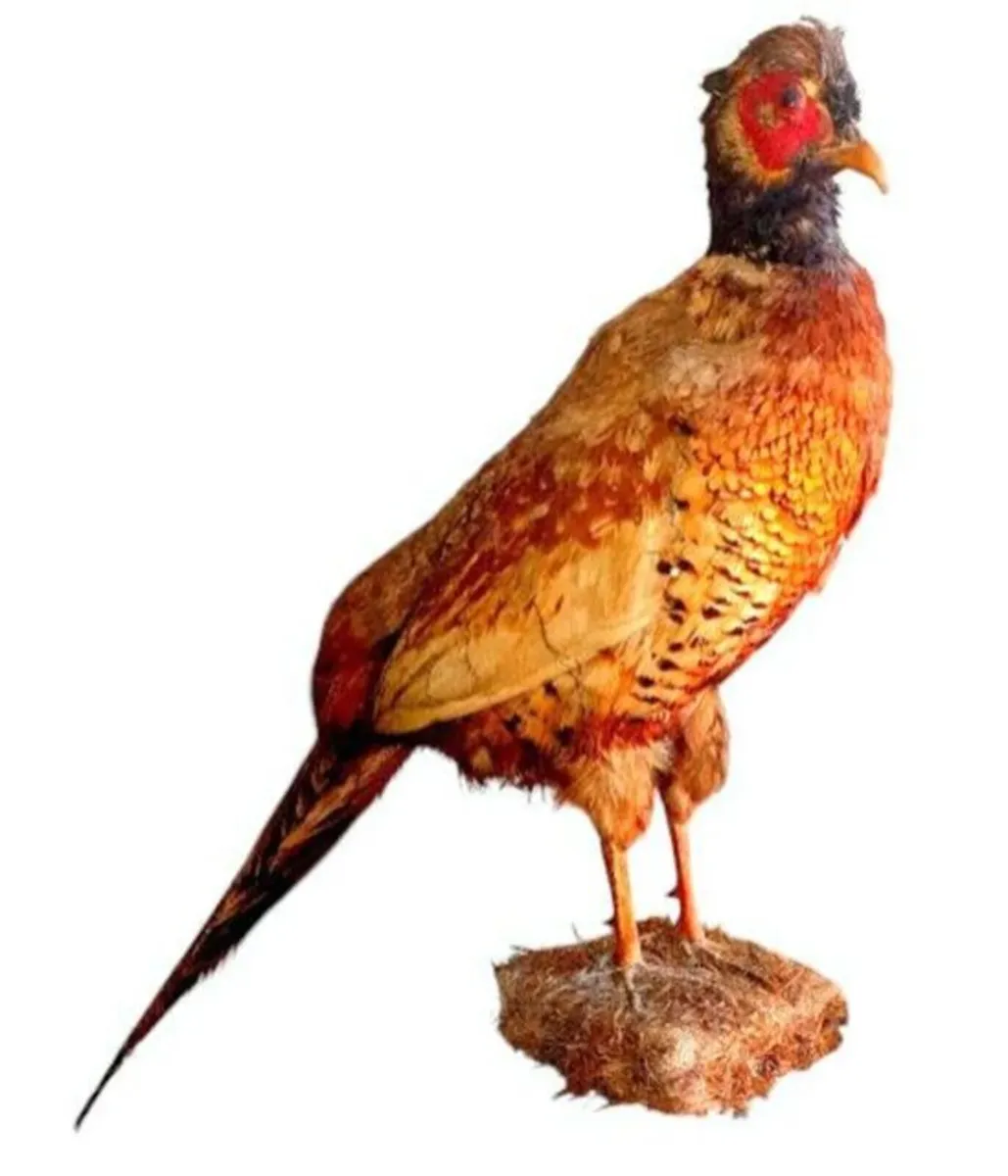 Vintage Taxidermy Pheasant Mount - Image 3