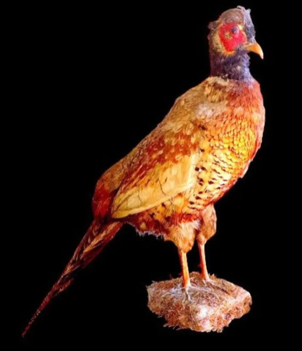 Vintage Taxidermy Pheasant Mount - Image 1