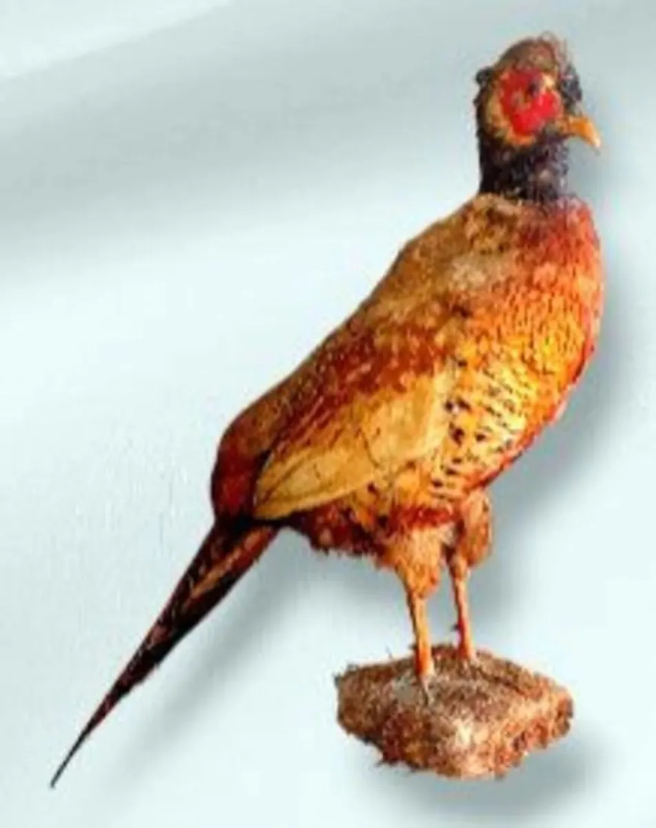 Vintage Taxidermy Pheasant Mount - Image 2