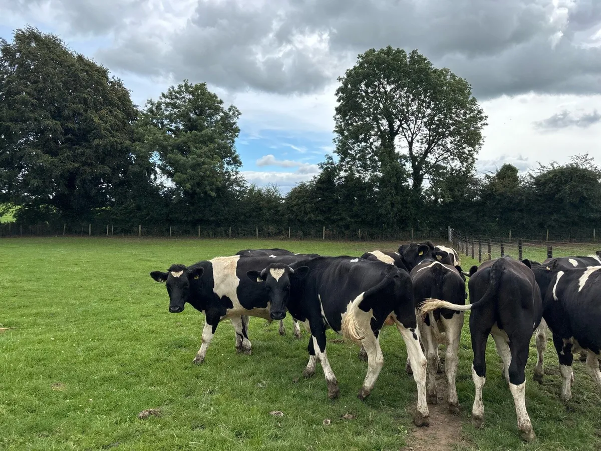 12 super British Frisian store bullocks - Image 3