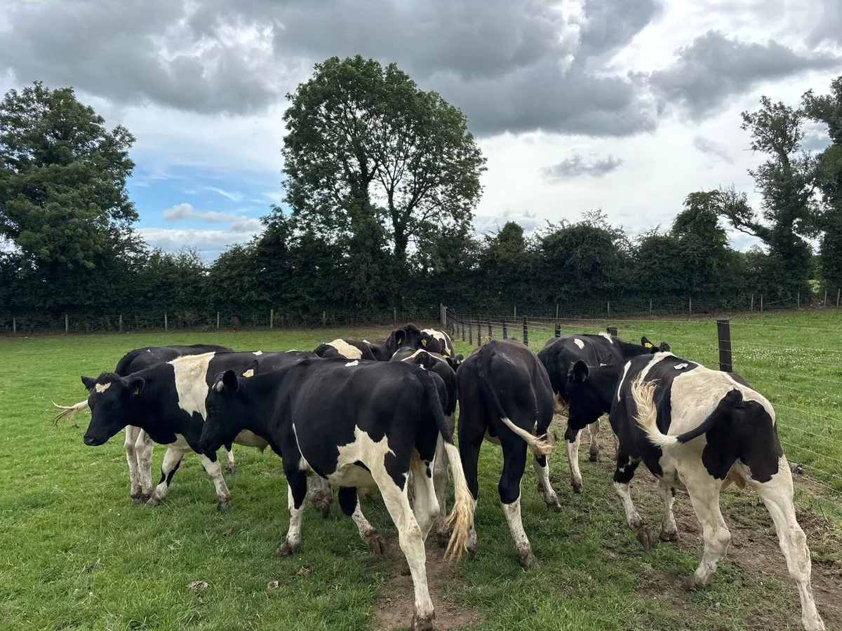 12 super British Frisian store bullocks - Image 1