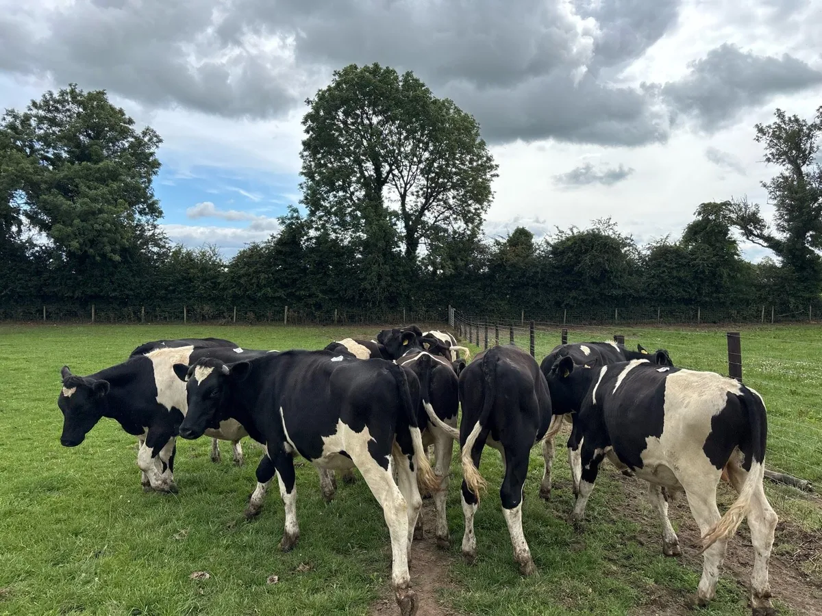 12 super British Frisian store bullocks - Image 2