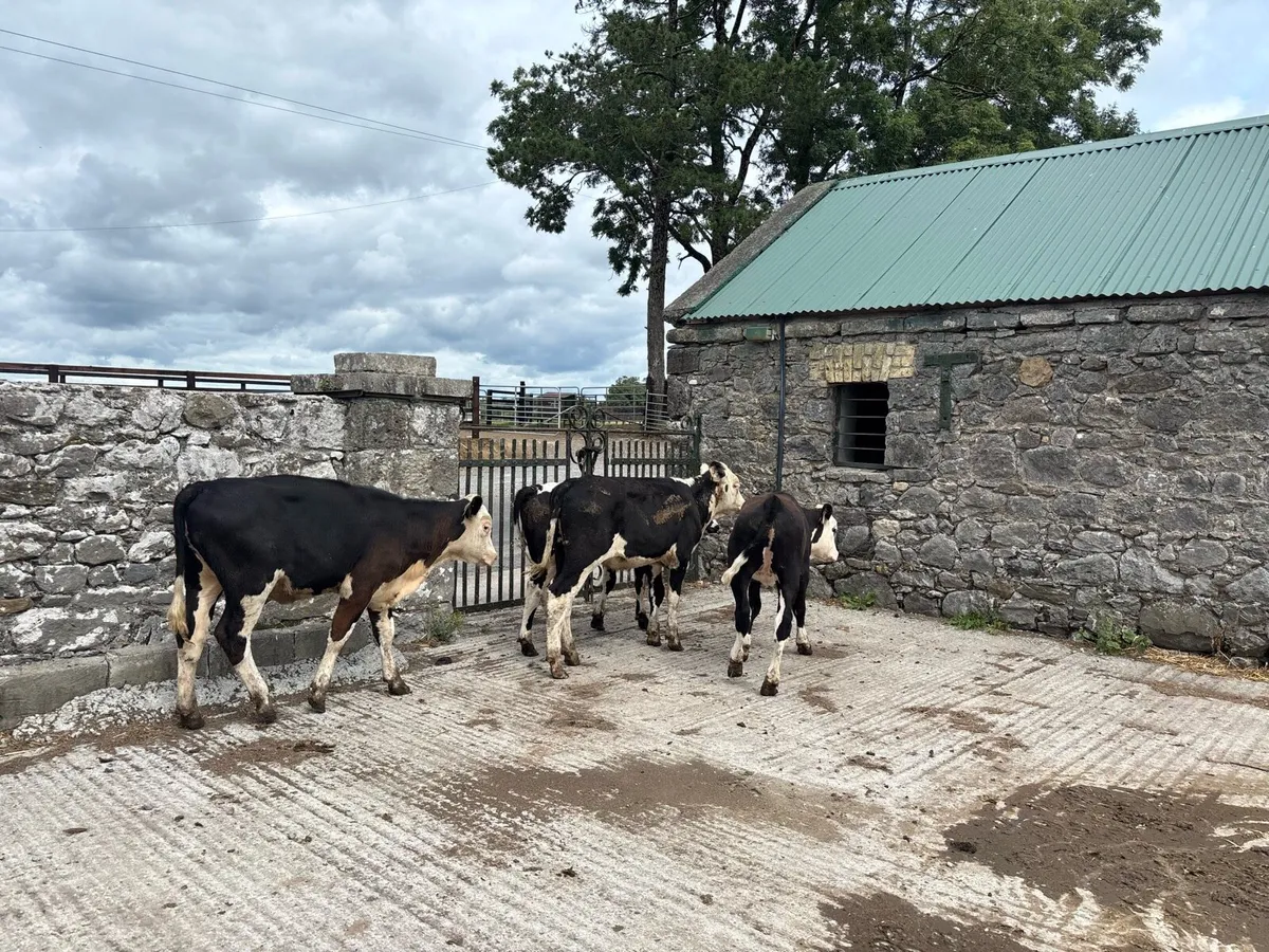5 super 230 kg Hereford heifers - Image 1