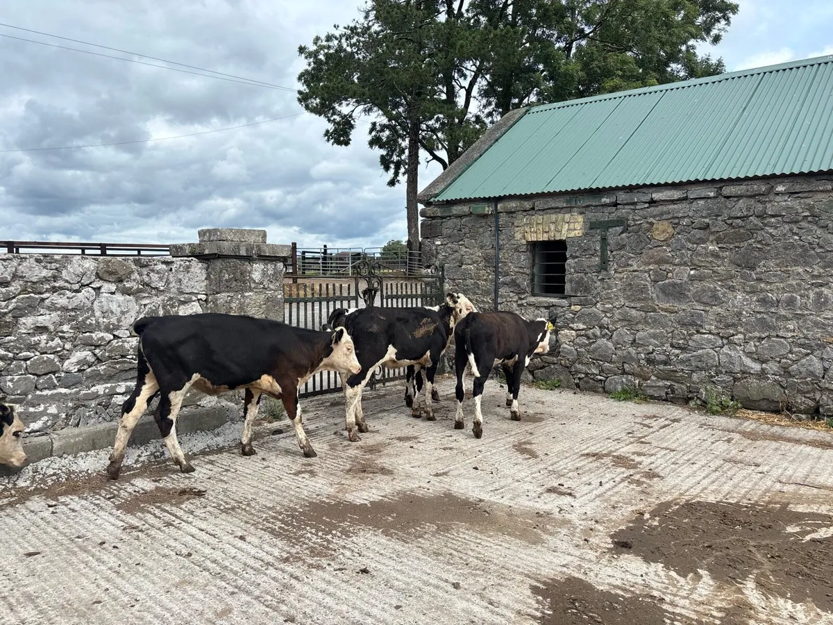5 super 230 kg Hereford heifers - Image 2