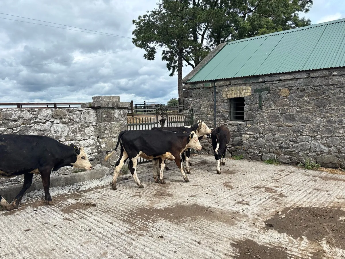 5 super 230 kg Hereford heifers - Image 3
