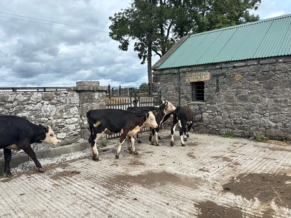5 super 230 kg Hereford heifers - Image 4