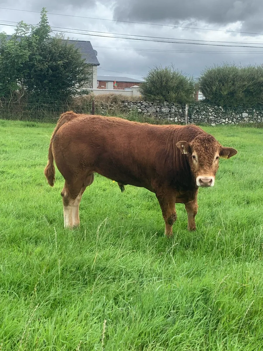 PBR Tomschoice lexicon bull - Image 2