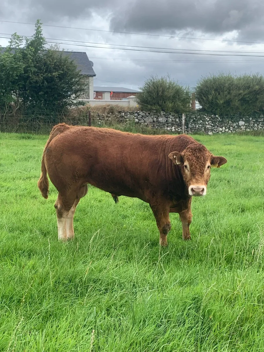PBR Tomschoice lexicon bull - Image 3
