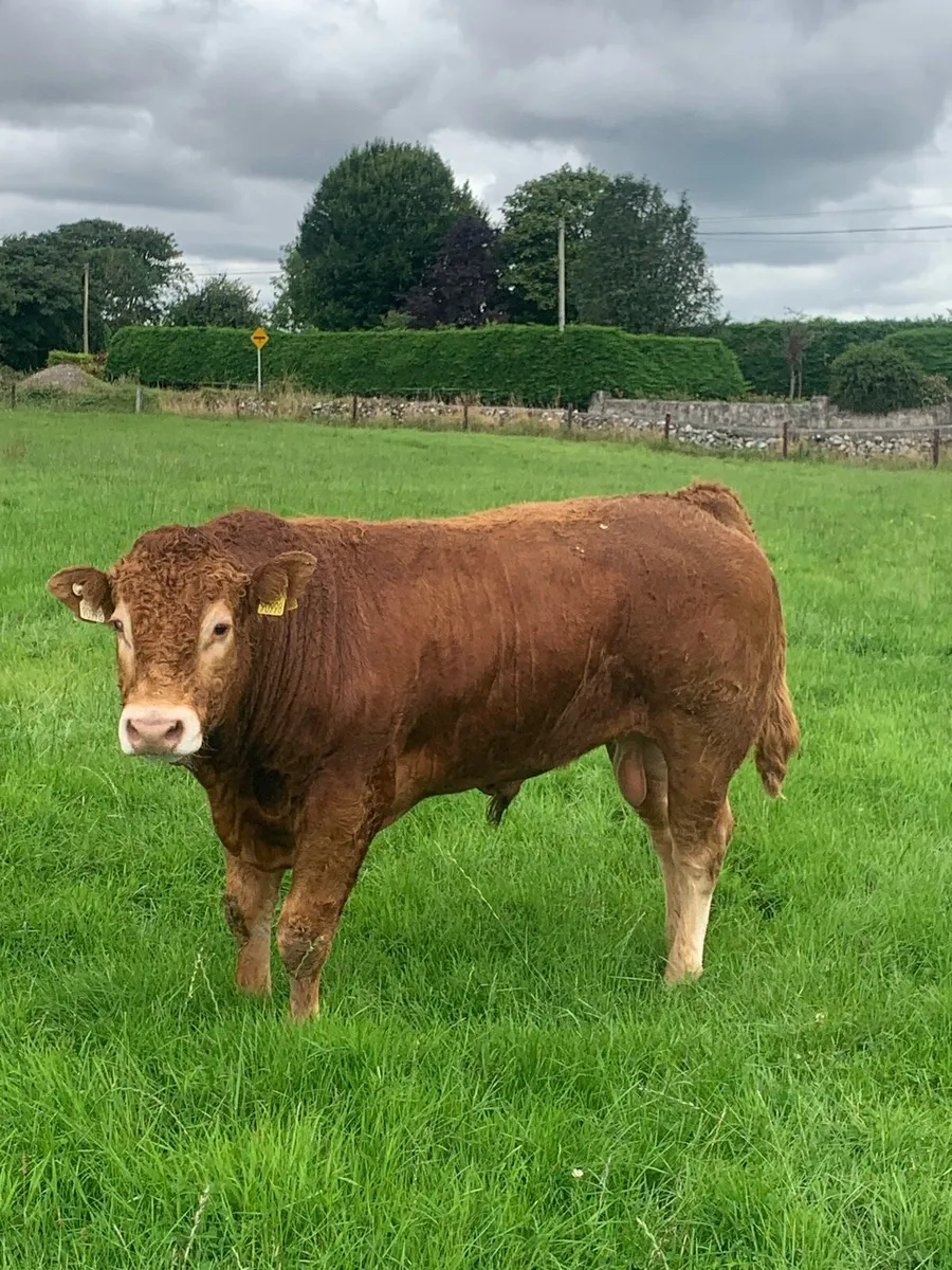 PBR Tomschoice lexicon bull - Image 4
