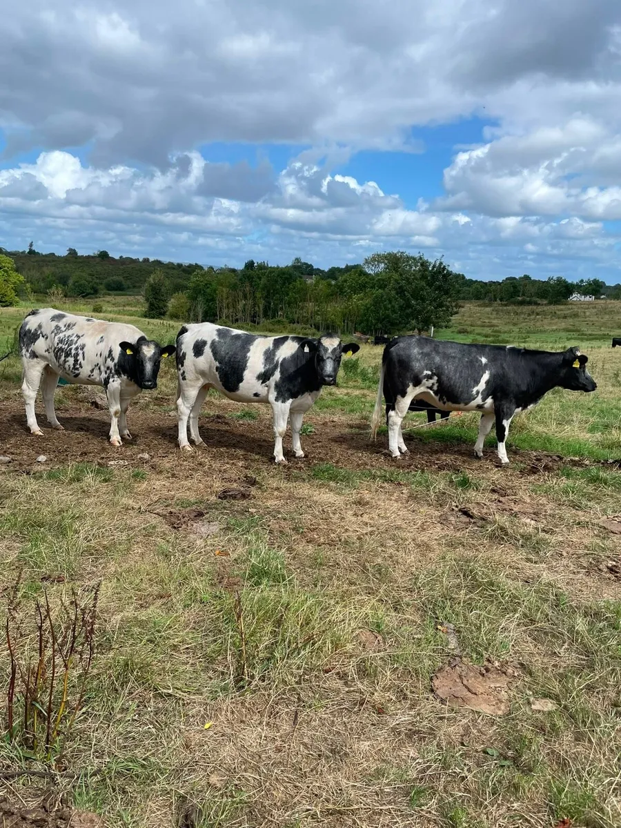 Incalf heifers - Image 1
