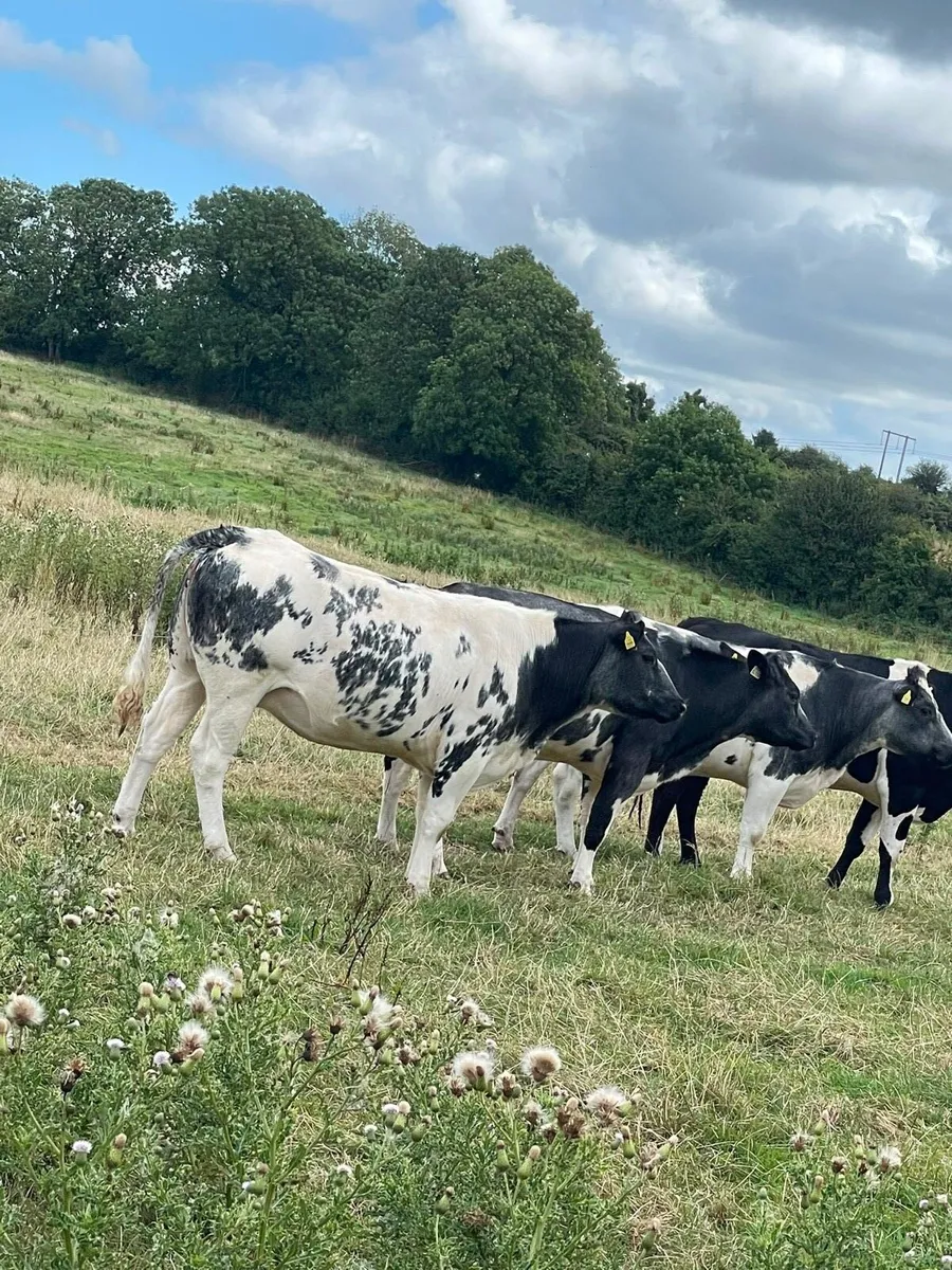 Incalf heifers - Image 2