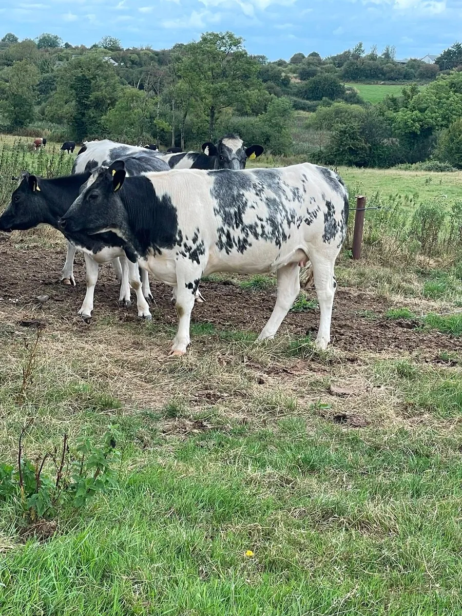 Incalf heifers - Image 3