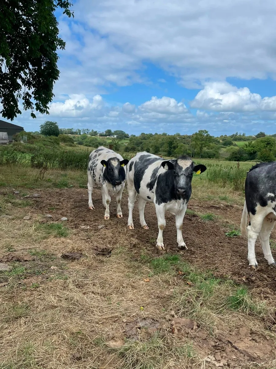 Incalf heifers - Image 4