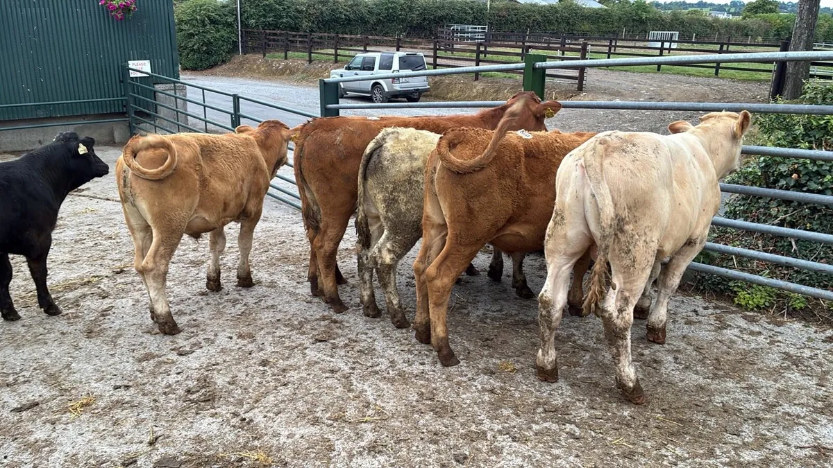 8 super 280 kg continental store bullocks - Image 2