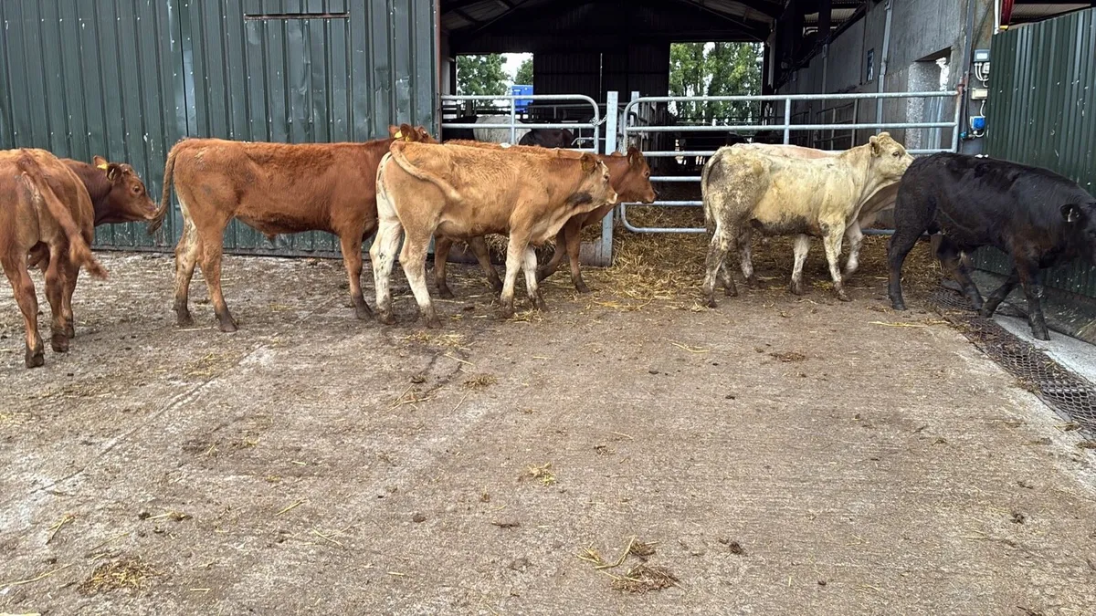 8 super 280 kg continental store bullocks - Image 3