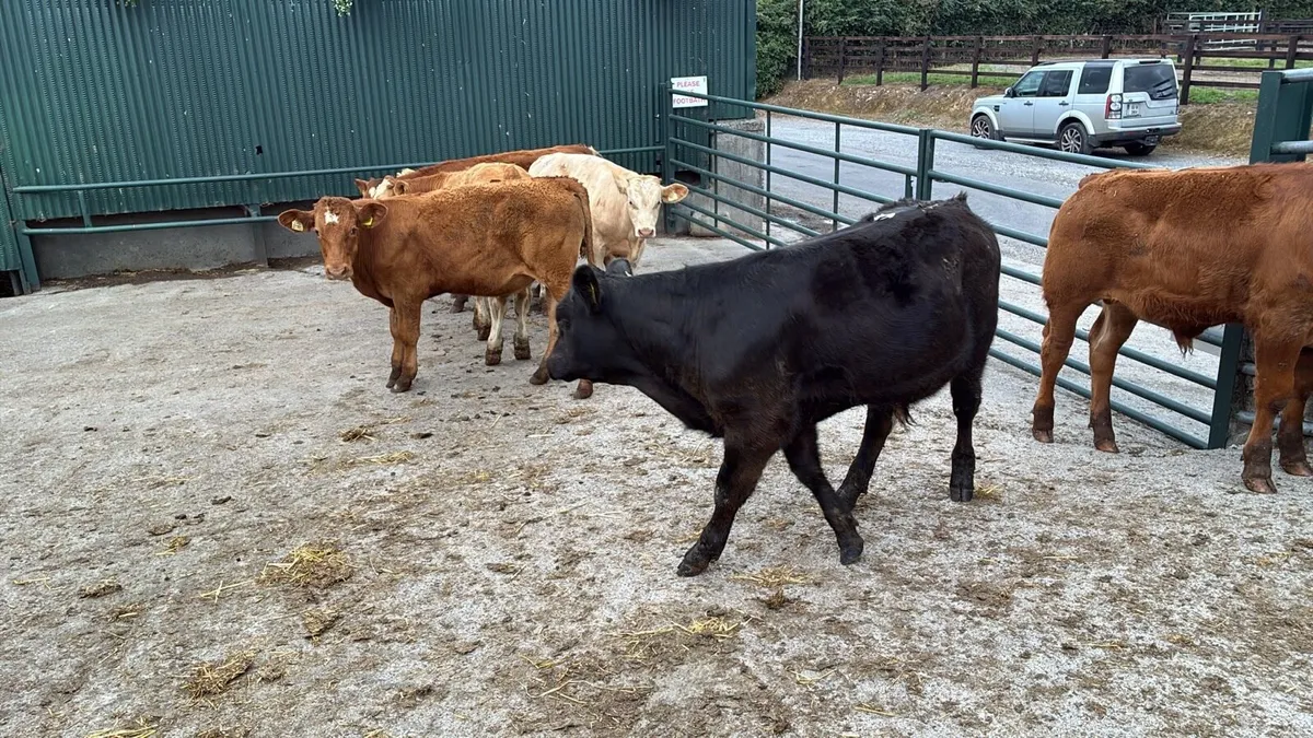 8 super 280 kg continental store bullocks - Image 4
