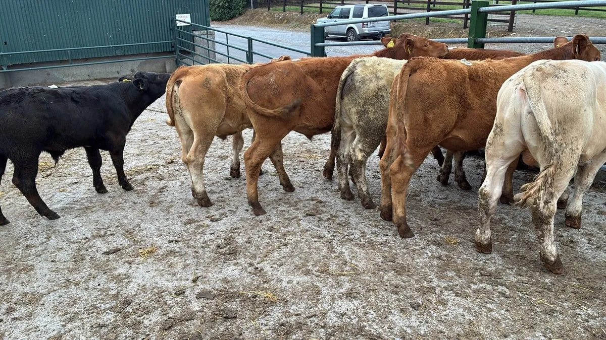 8 super 280 kg continental store bullocks - Image 1