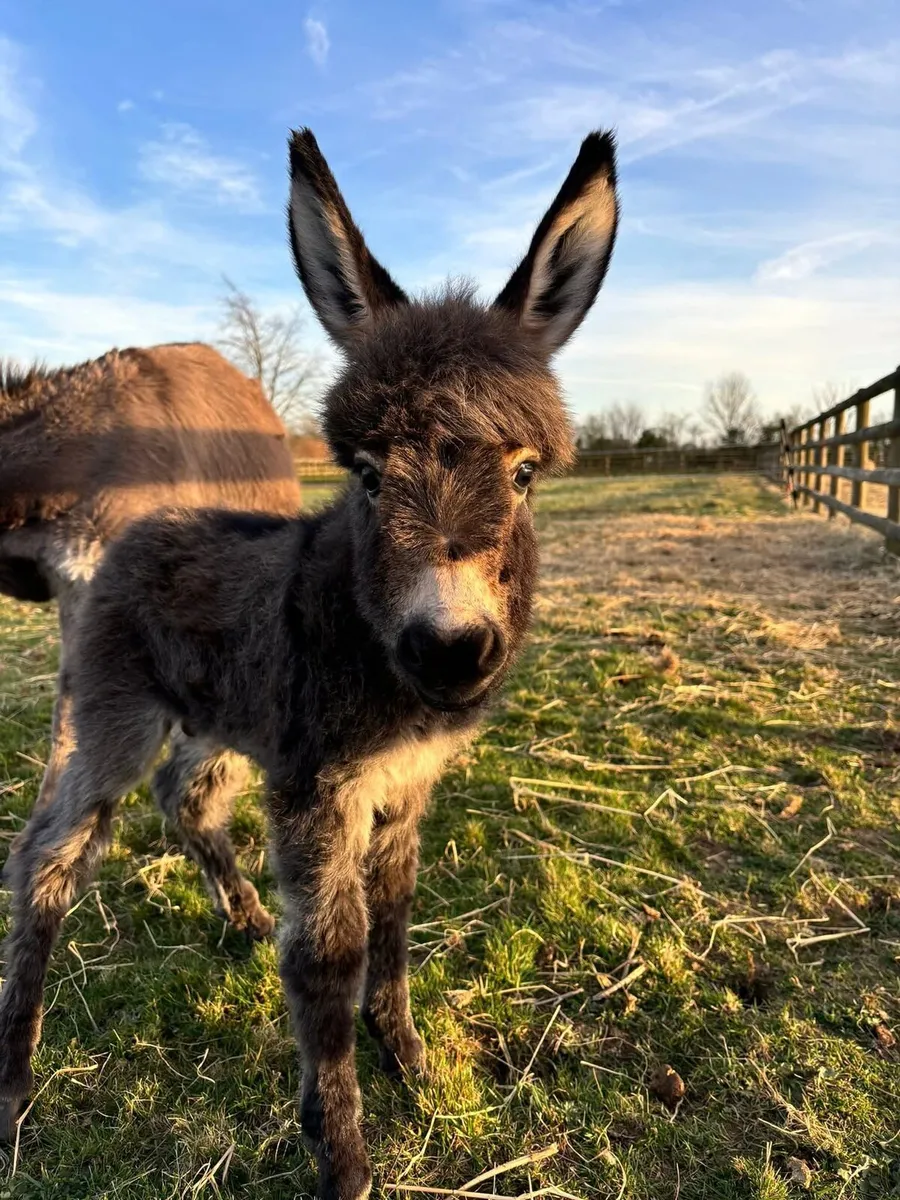 Miniature Donkey - Image 1