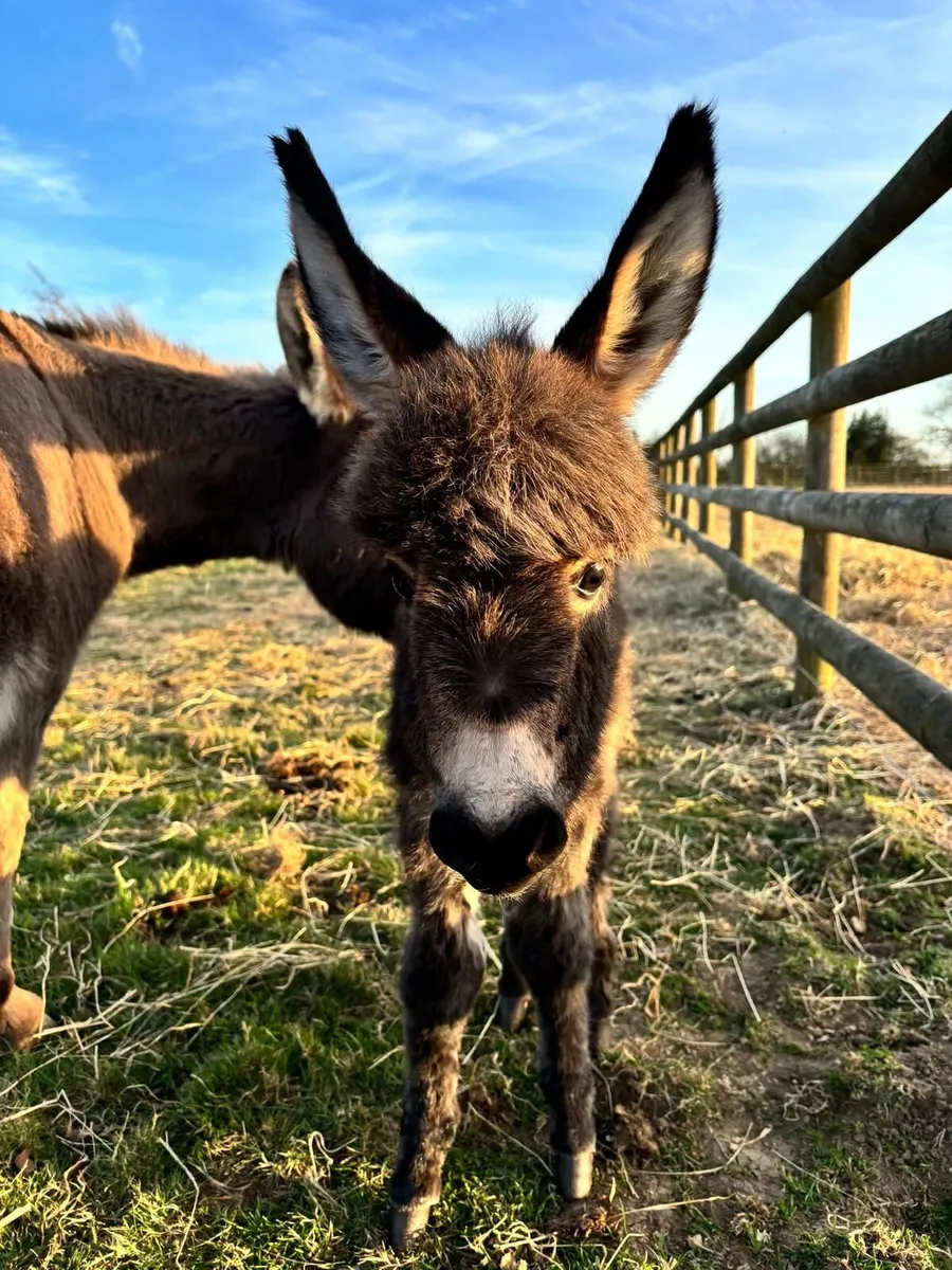 Miniature Donkey - Image 2
