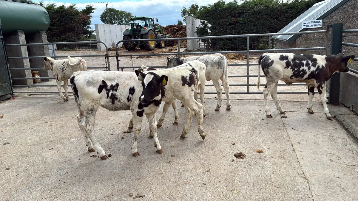 8 super Belgian blue weanling heifers - Image 1