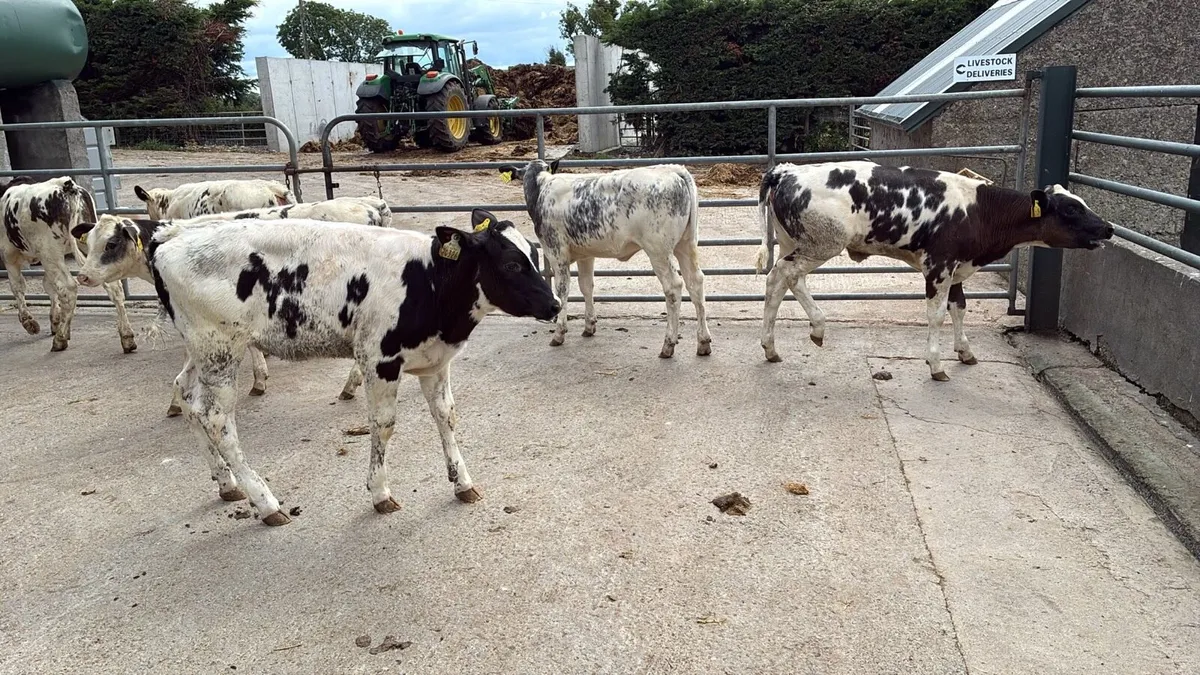 8 super Belgian blue weanling heifers - Image 2