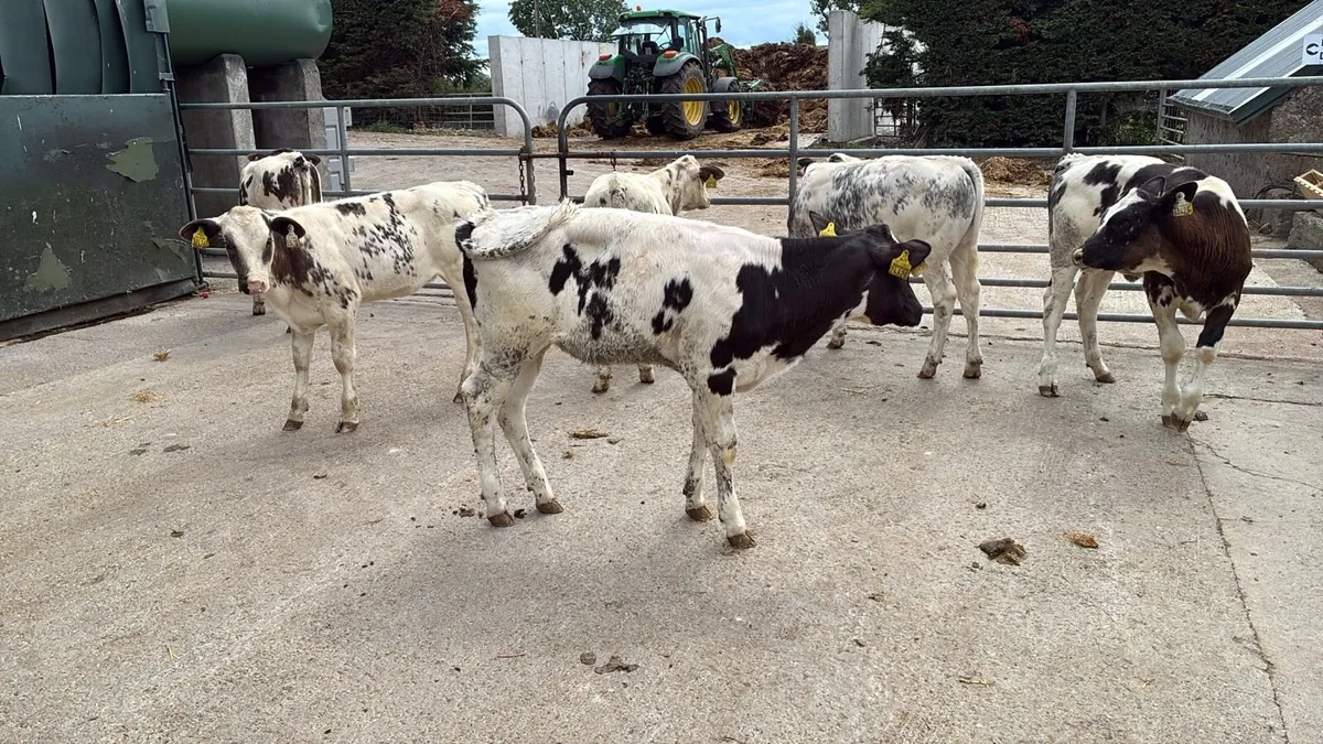 8 super Belgian blue weanling heifers - Image 3