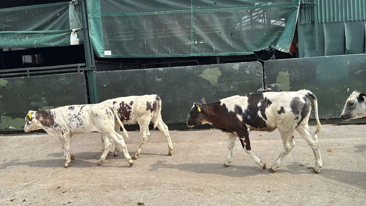 8 super Belgian blue weanling heifers - Image 4