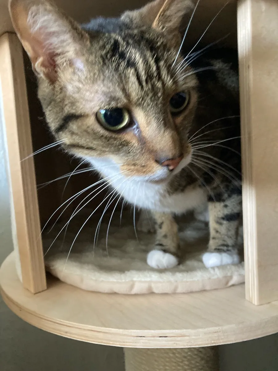 2 Cats + Scratchposts, Beds, Toys - Image 2