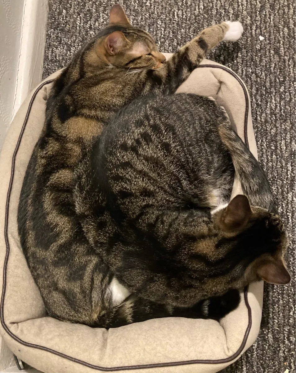 2 Cats + Scratchposts, Beds, Toys - Image 4