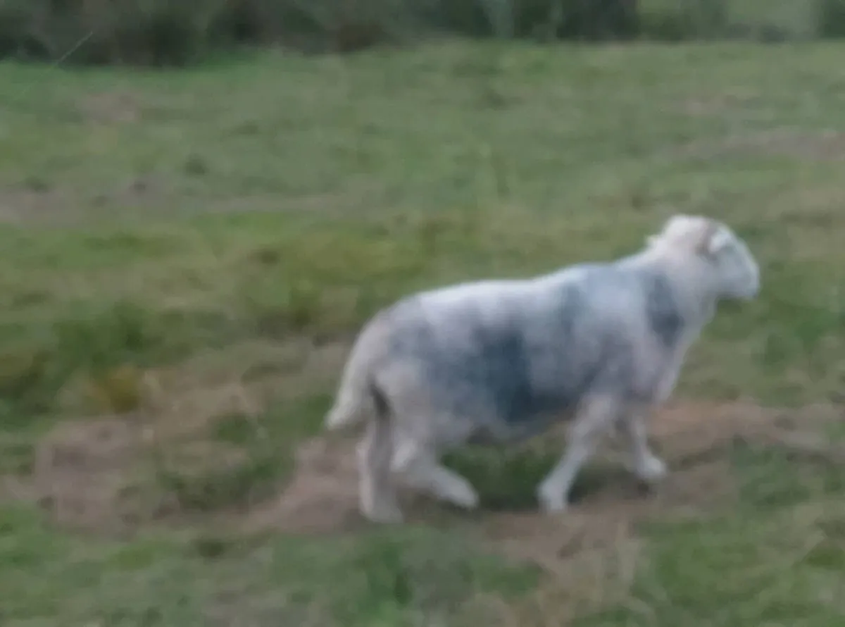 Herdwick ram - Image 2