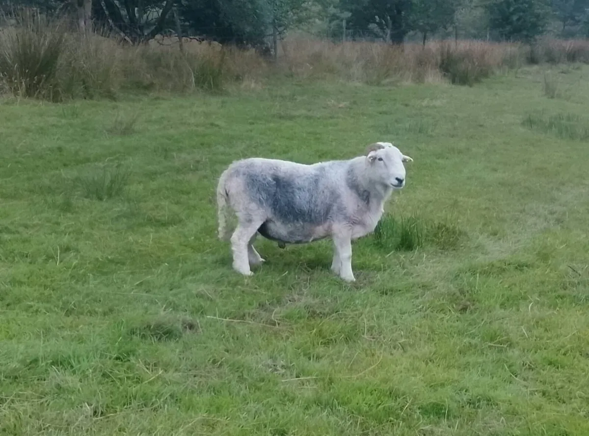 Herdwick ram - Image 3