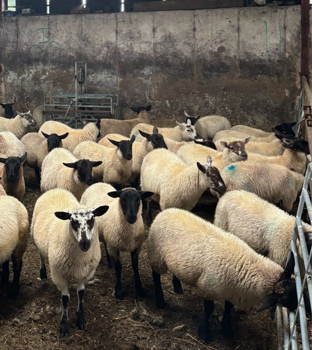 Suffolk ewe lambs - Image 1