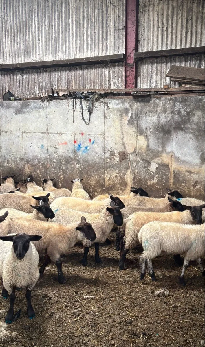 Suffolk ewe lambs - Image 2