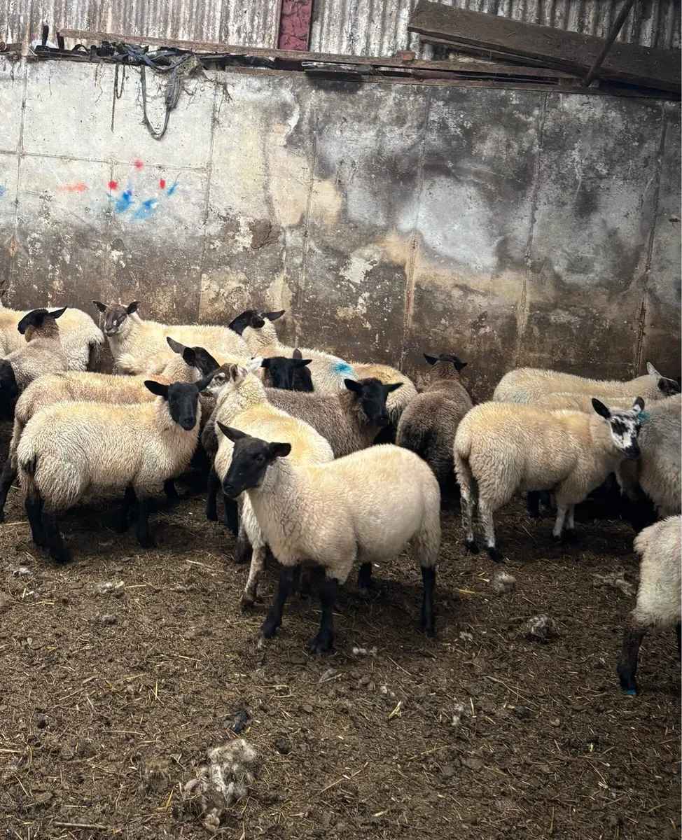 Suffolk ewe lambs - Image 3