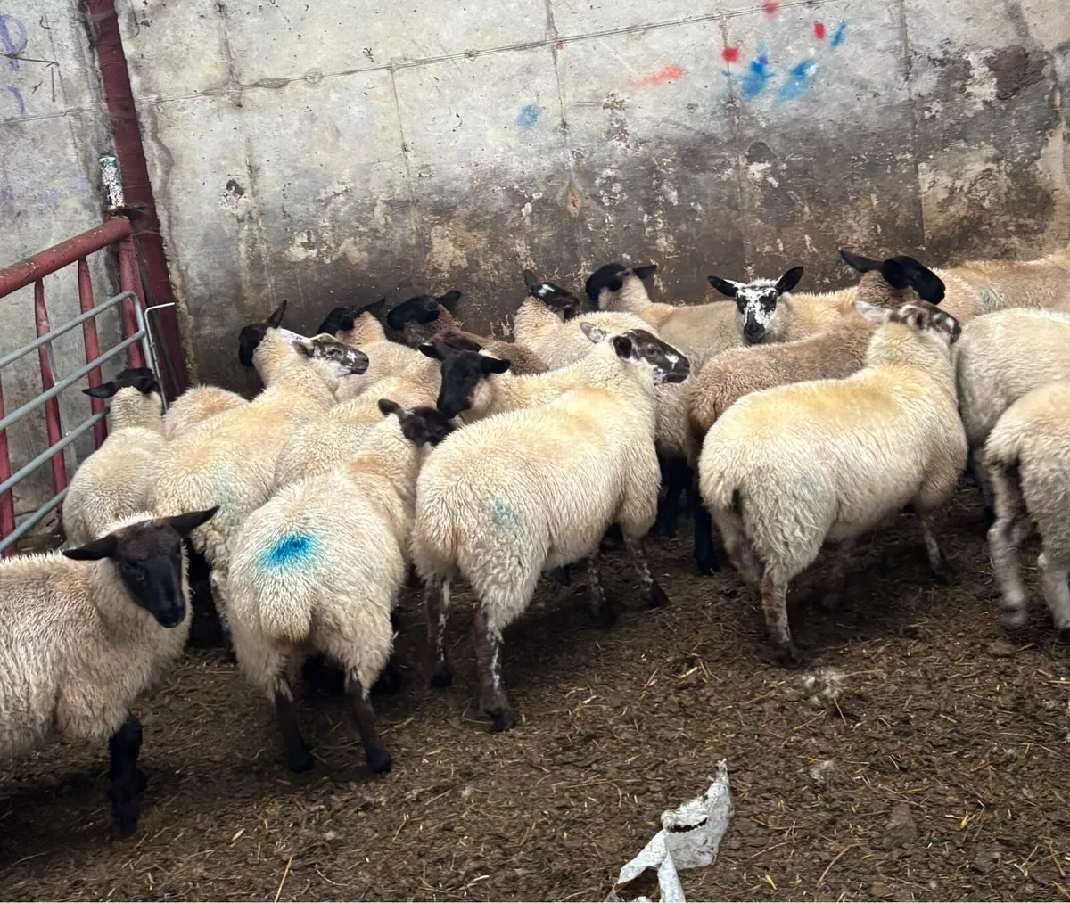 Suffolk ewe lambs - Image 4