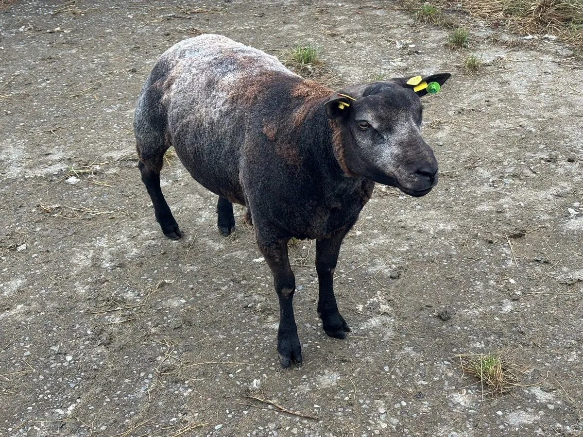 Blue Texel Ram - Image 1