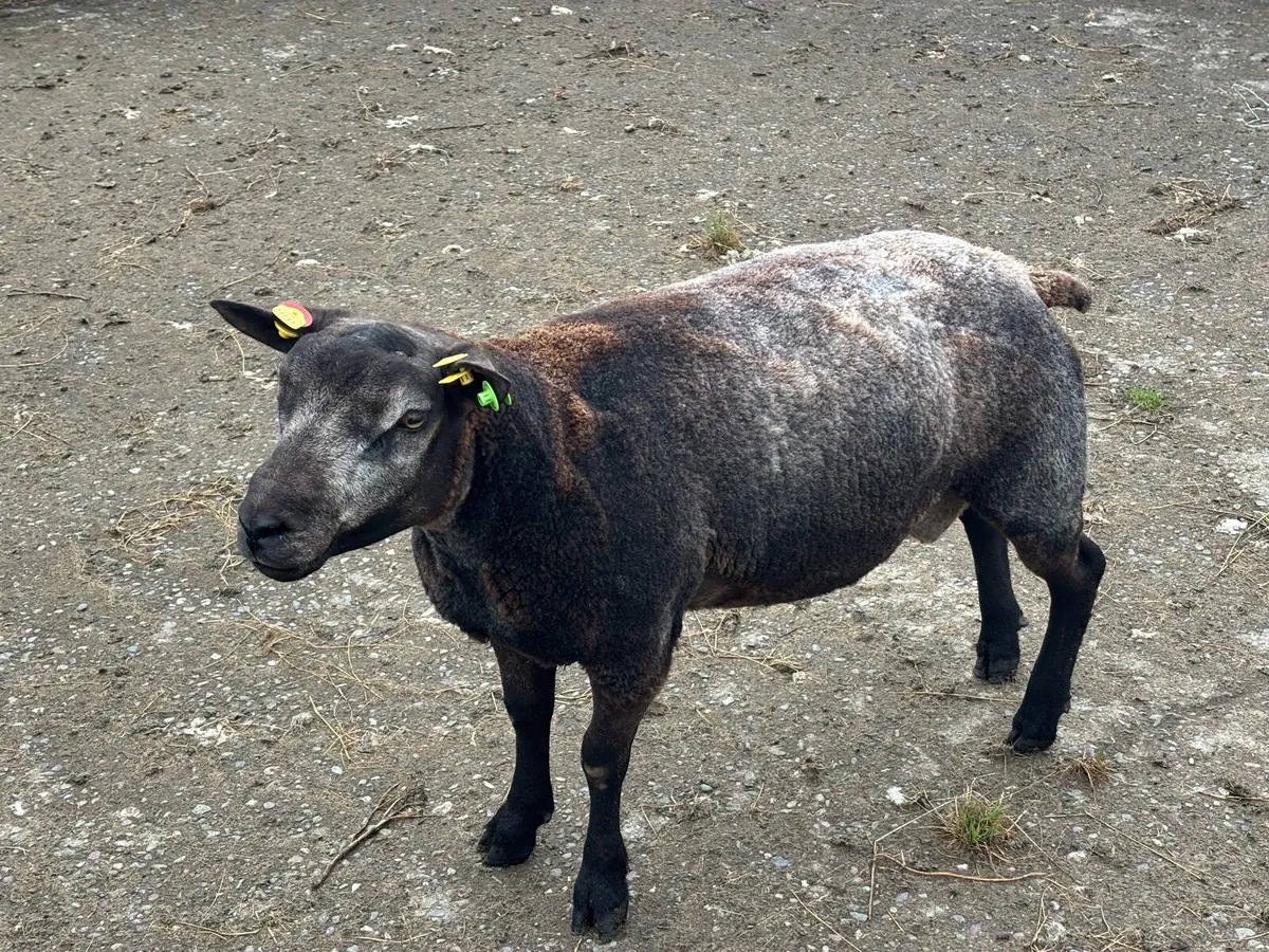 Blue Texel Ram - Image 2
