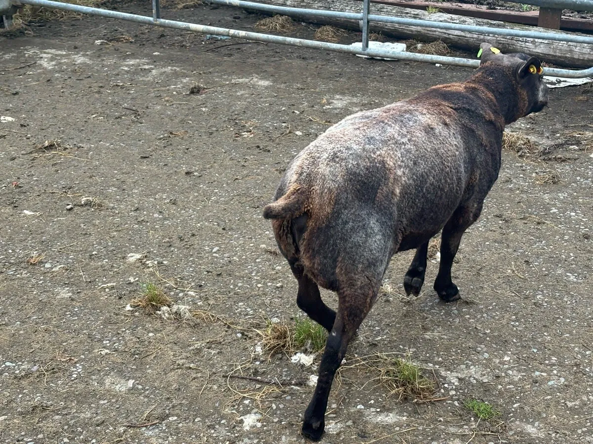 Blue Texel Ram - Image 3