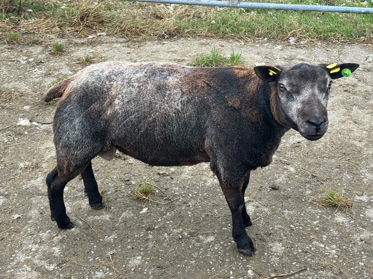 Blue Texel Ram - Image 4