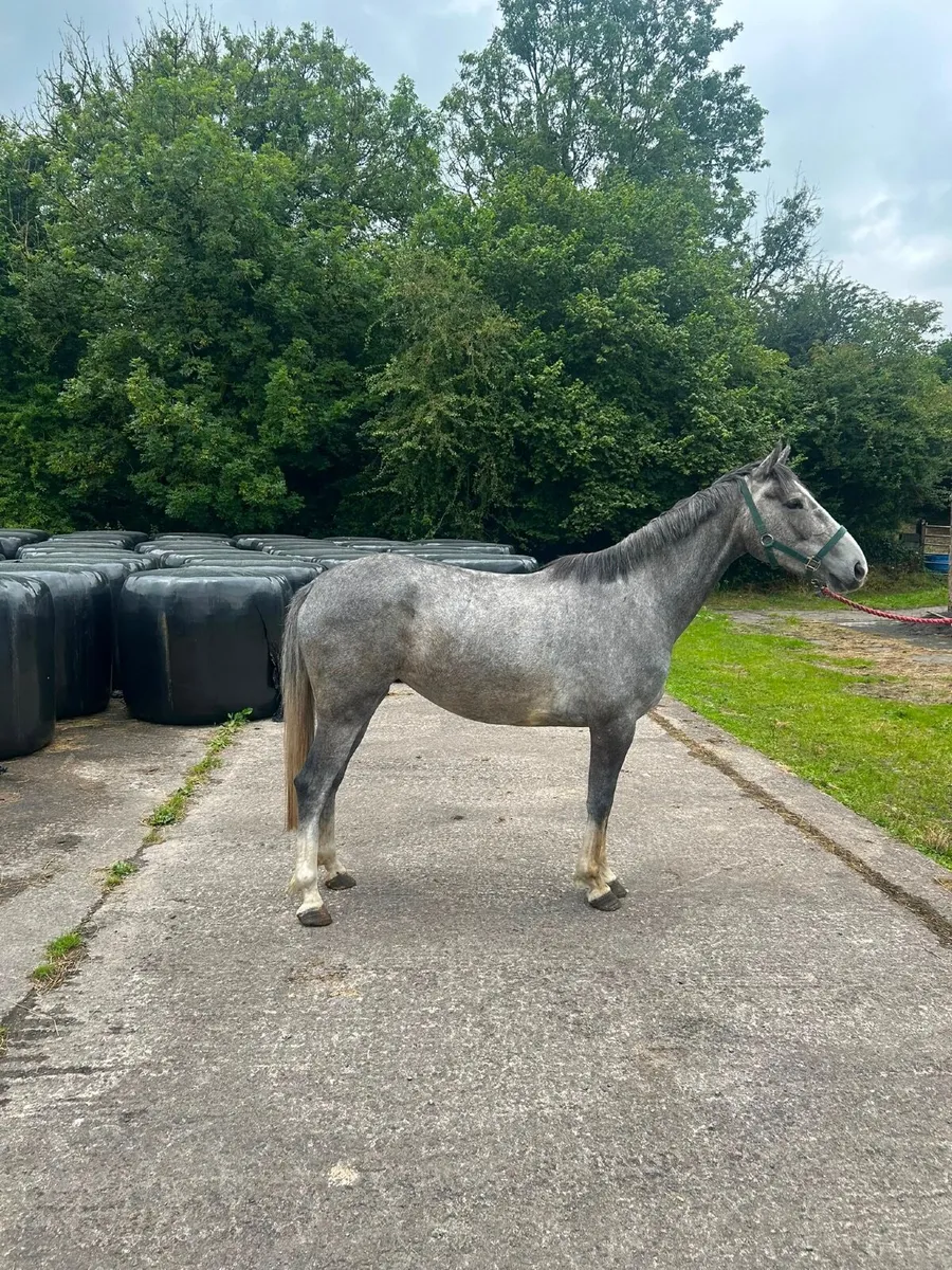Half bred horse for sale - Image 2