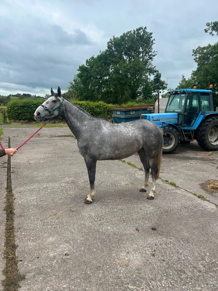 Half bred horse for sale - Image 3