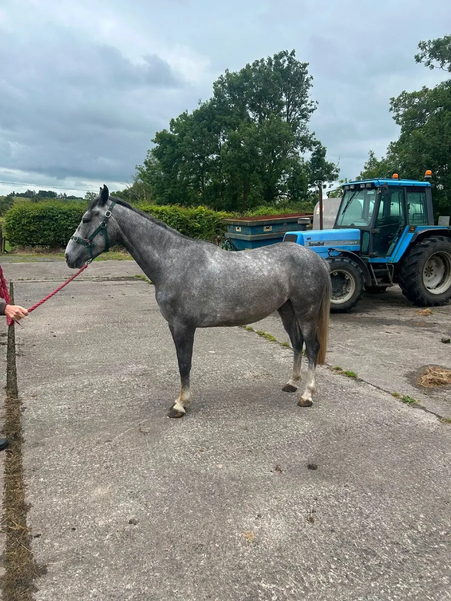 Half bred horse for sale - Image 1