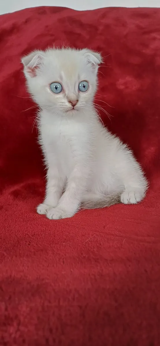 Amazing Purebred British and Scottish fold kittens - Image 3