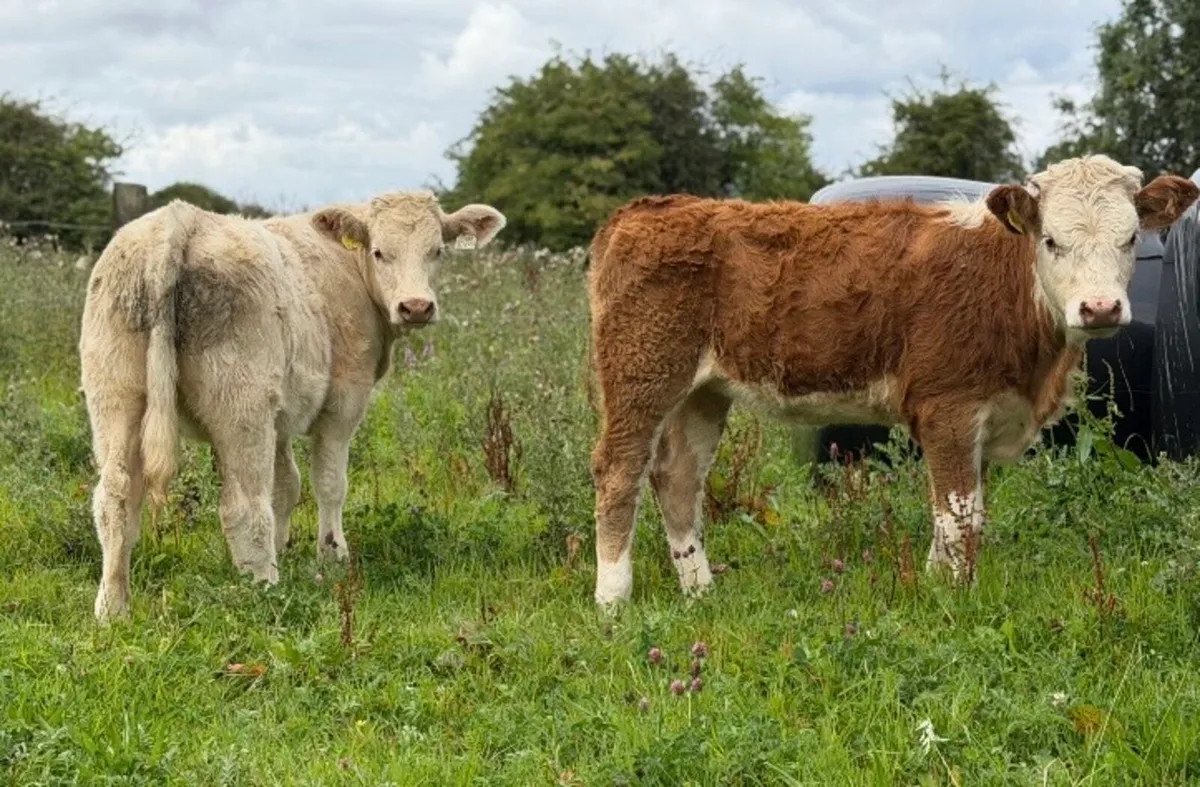 ⭐️2 Super Continetal Heifer weanlings⭐️ - Image 1