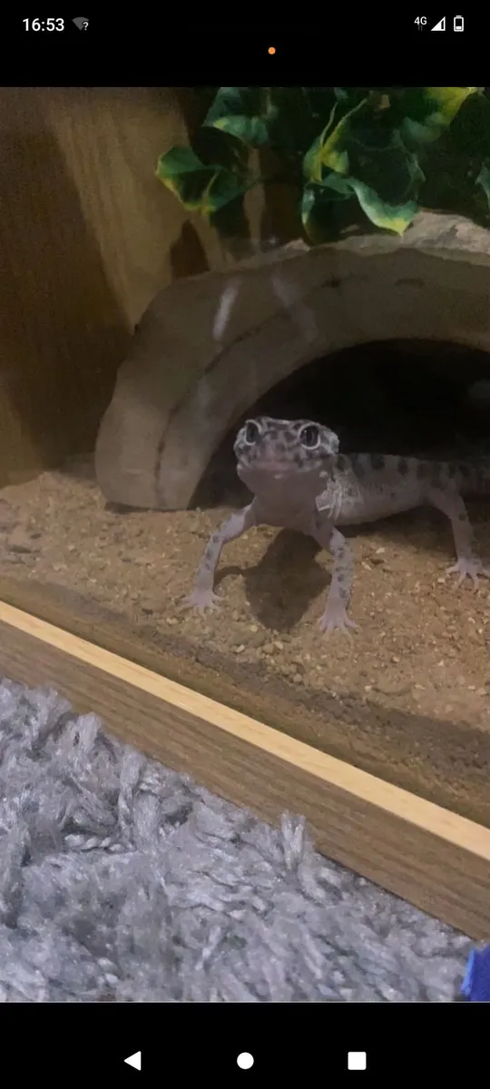 Leopard gecko - Image 2